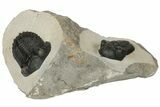 Morocconites Trilobite With Hollardops - Ofaten, Morocco #186699-1